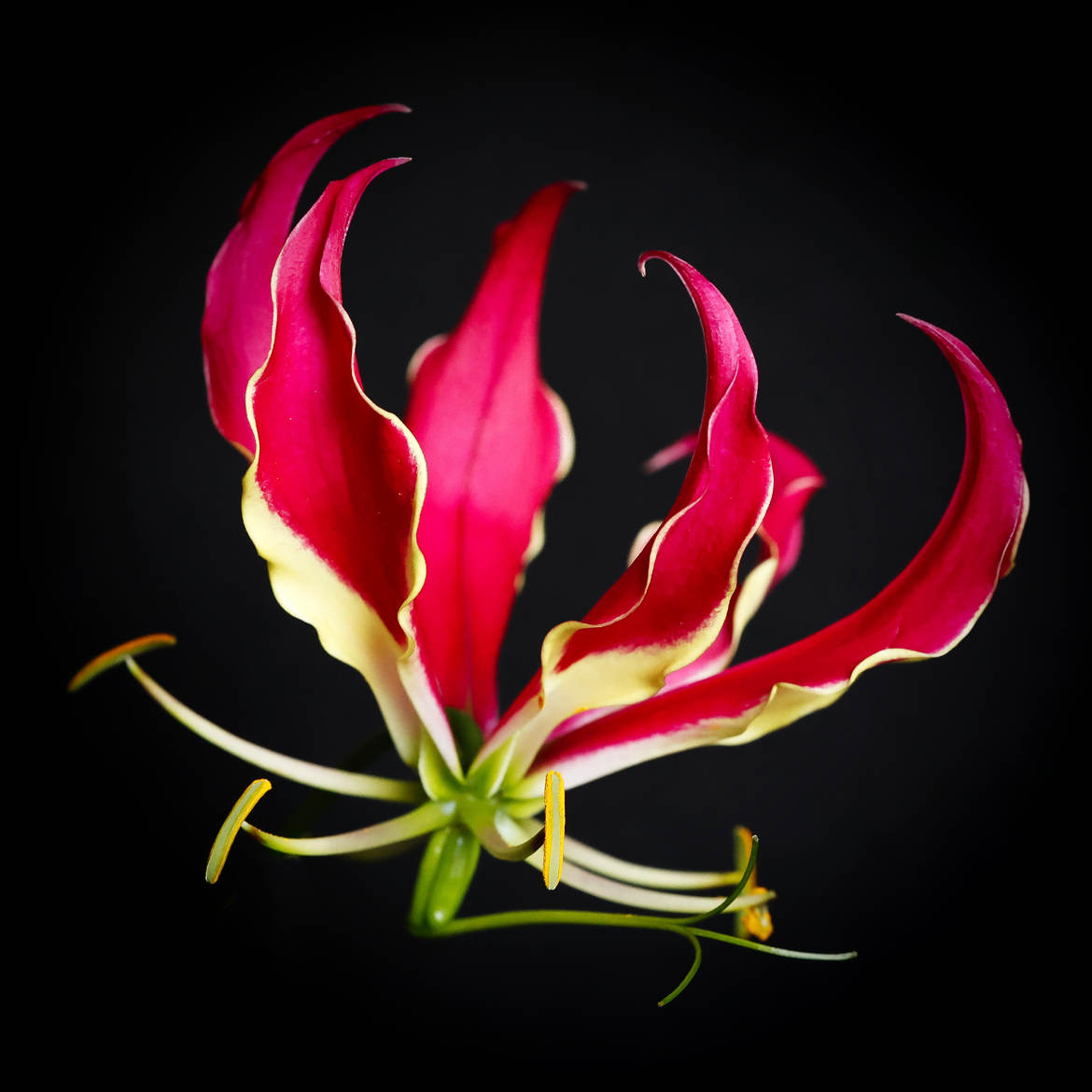 Gloriosa superba