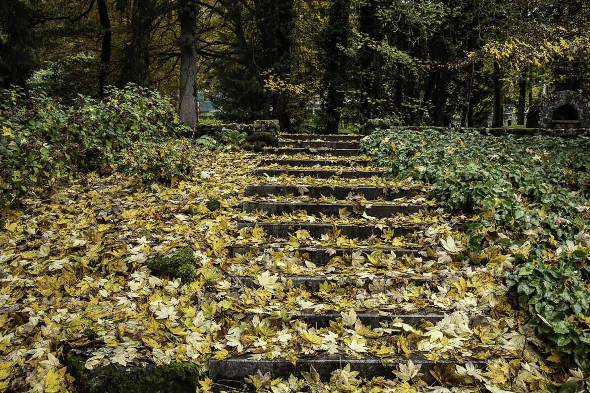 Escalier de feuilles.