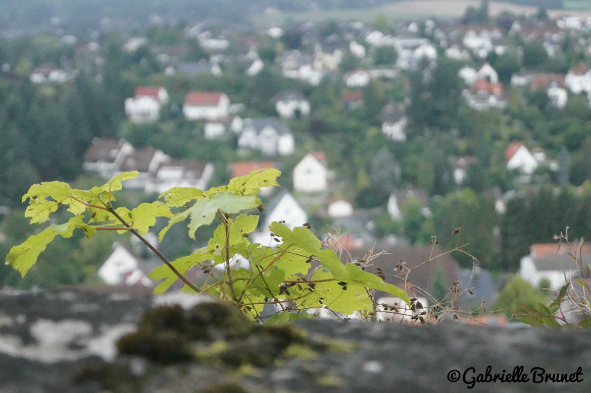 Nature en ville