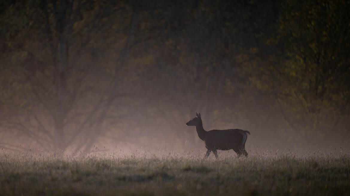 Dans la lumière de l'aube