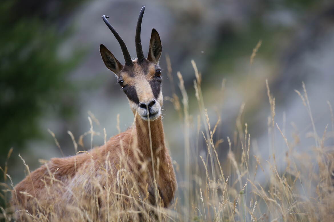 Il se mérite ce regard confiant !