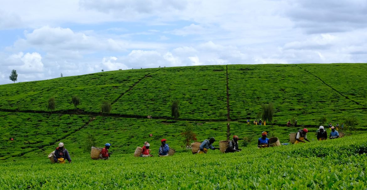 Cueillette du thé au Kenya