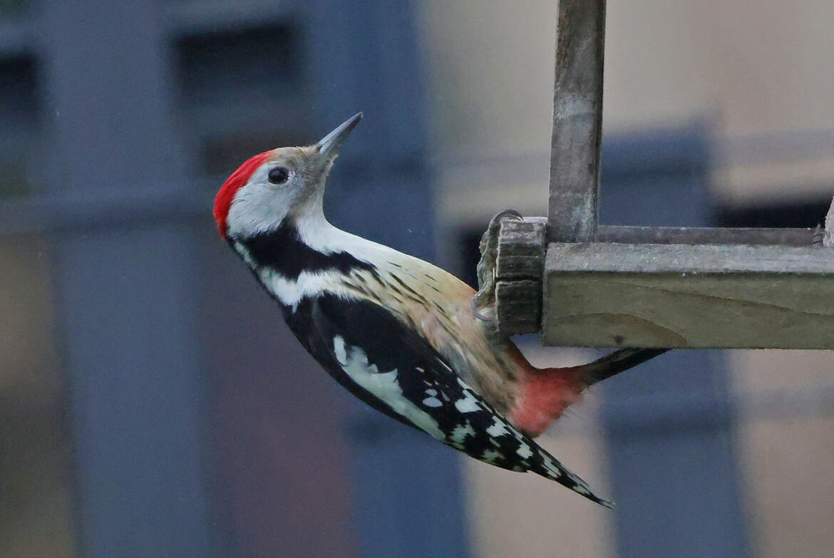 Pic Mar à l'abordage