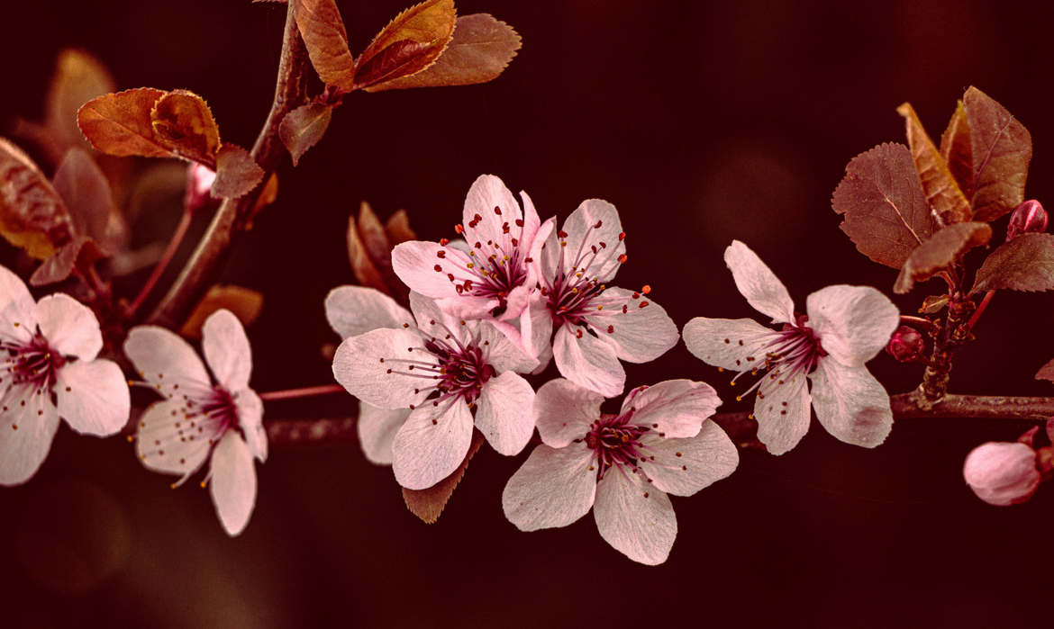 en fleurs