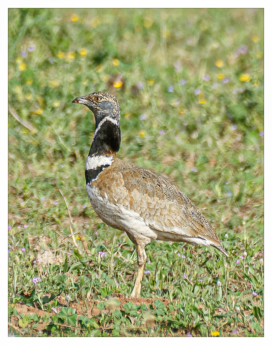 Outarde Canepetière prenant la pose