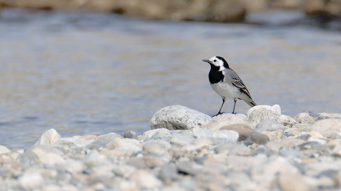 Au bord de la rivière