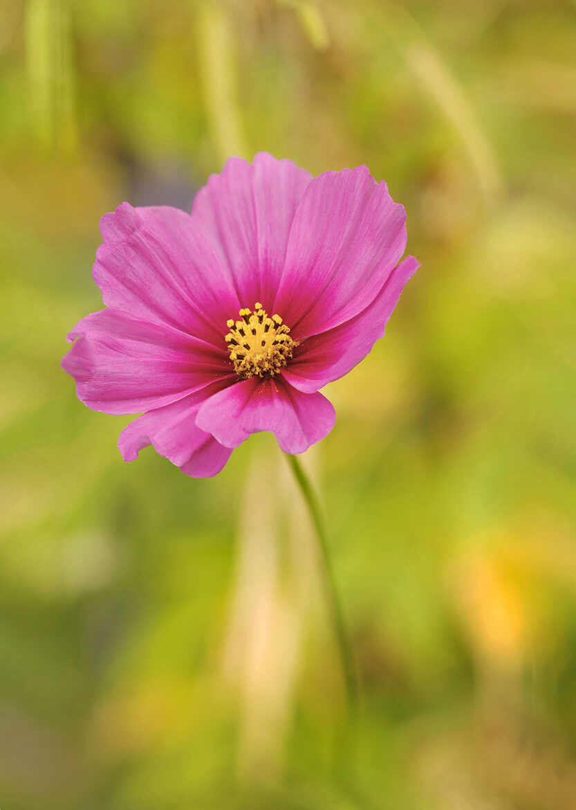 Cosmos violet