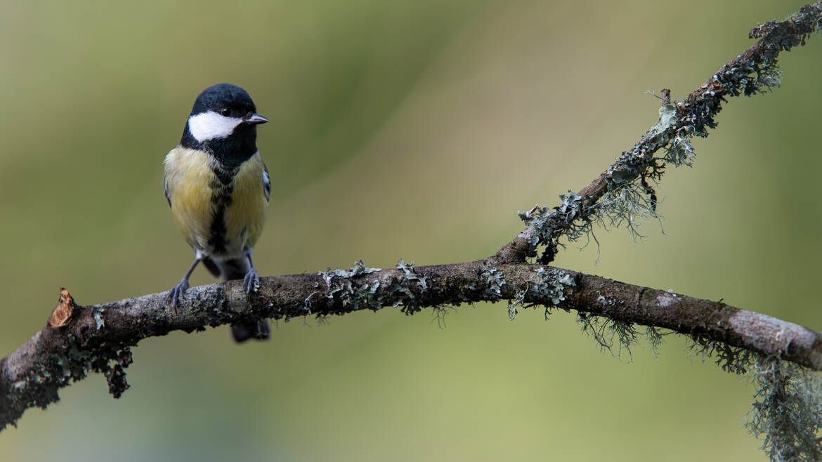La charbonnière prend la pose