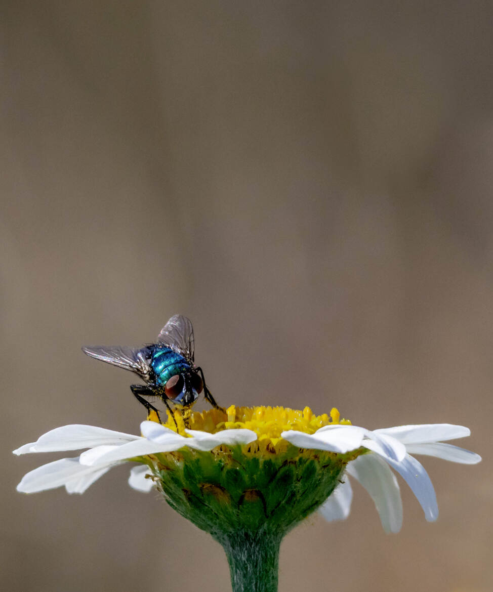 The fly