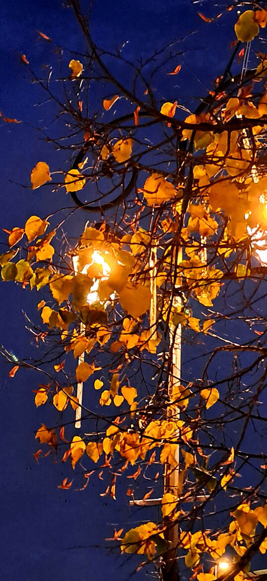 Quand les branches s'emmêlent