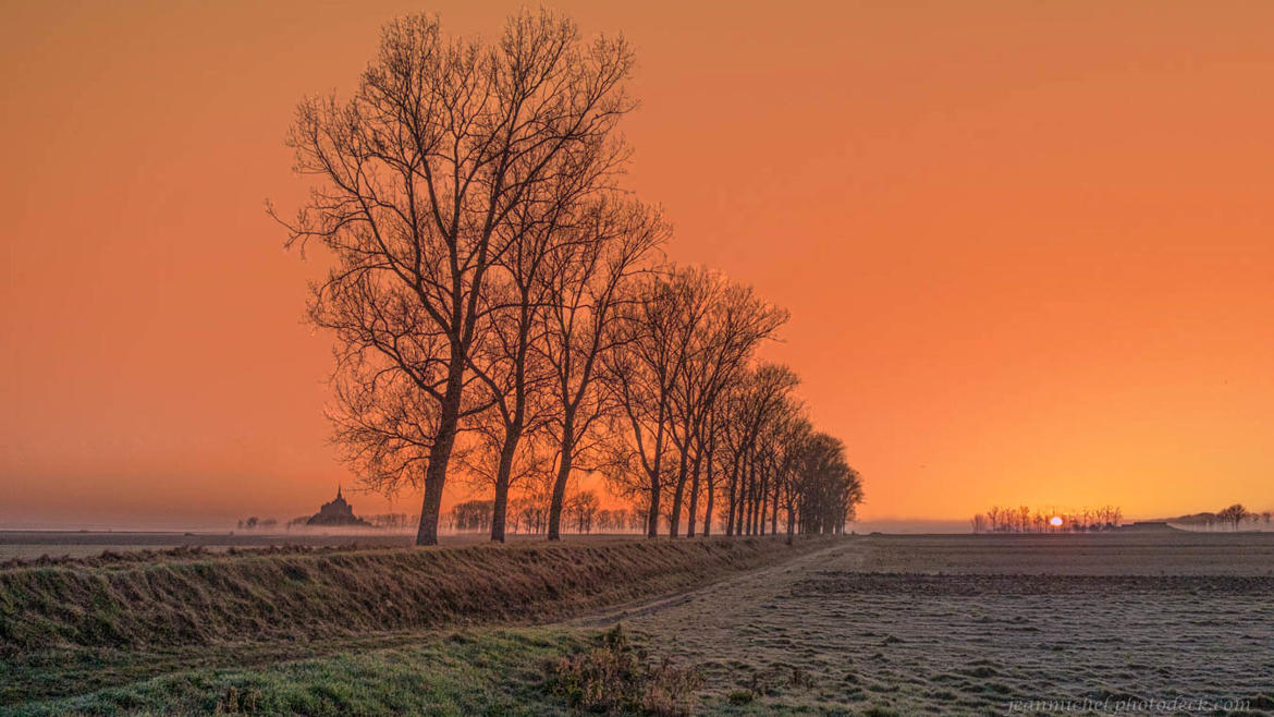 Les arbres de l'aube