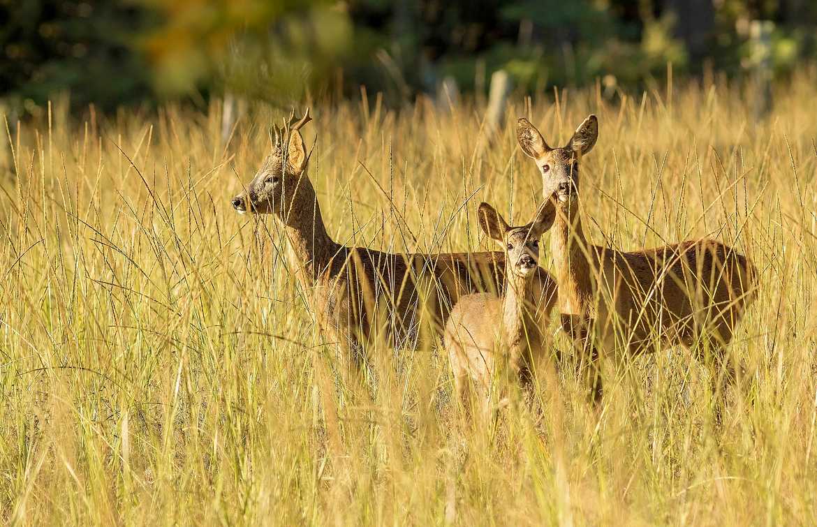 Famille chevreuil