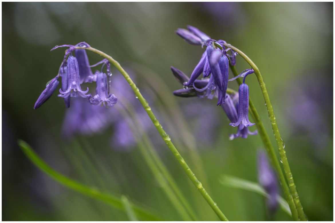 Jacinthe des bois