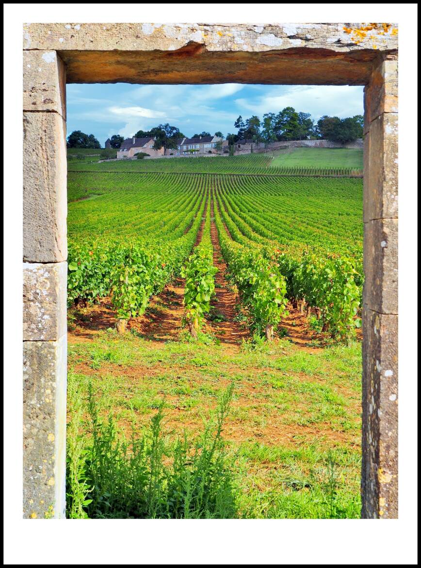 Les vignes en Bourgogne