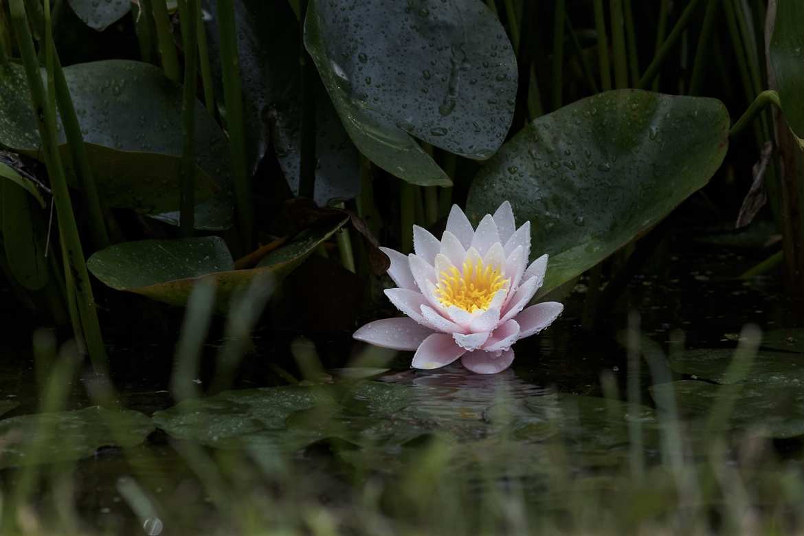 Fleur de bassin