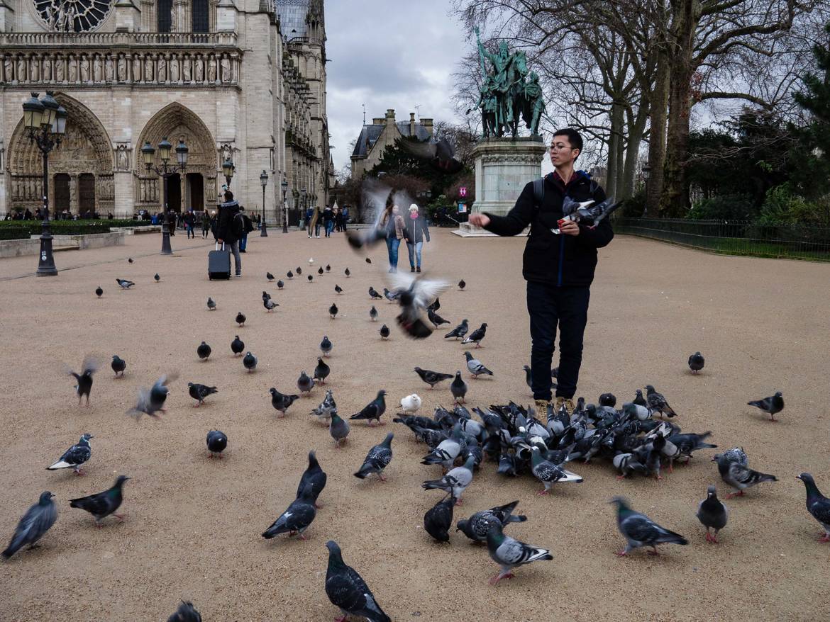 pigeons fantômes