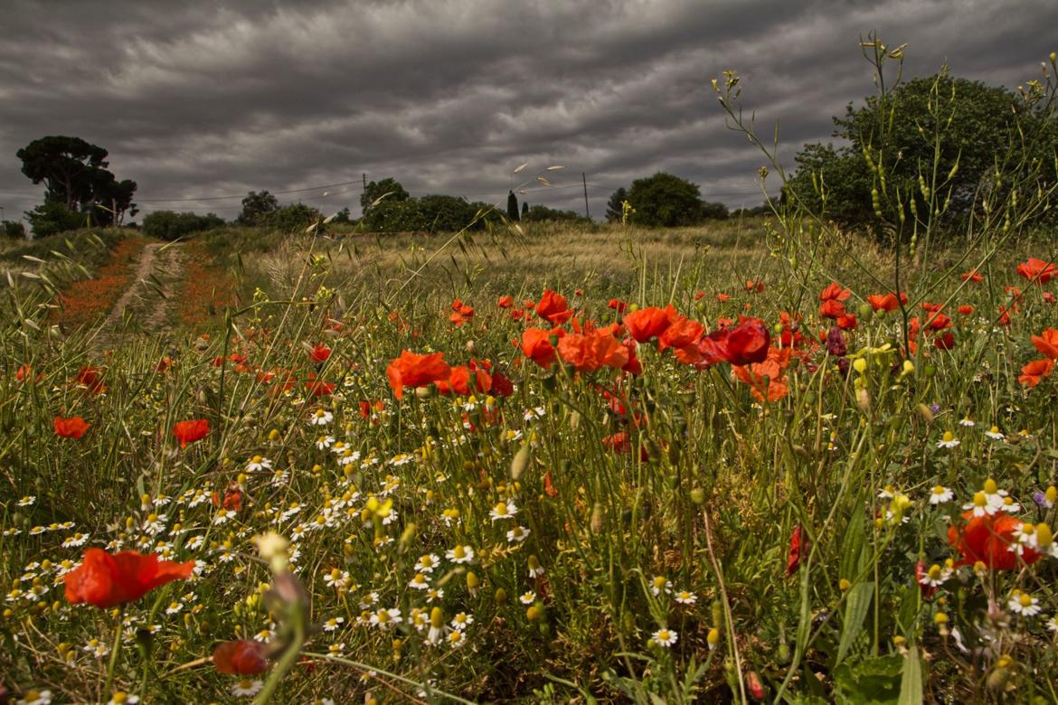 Coquelicots sous l'orage