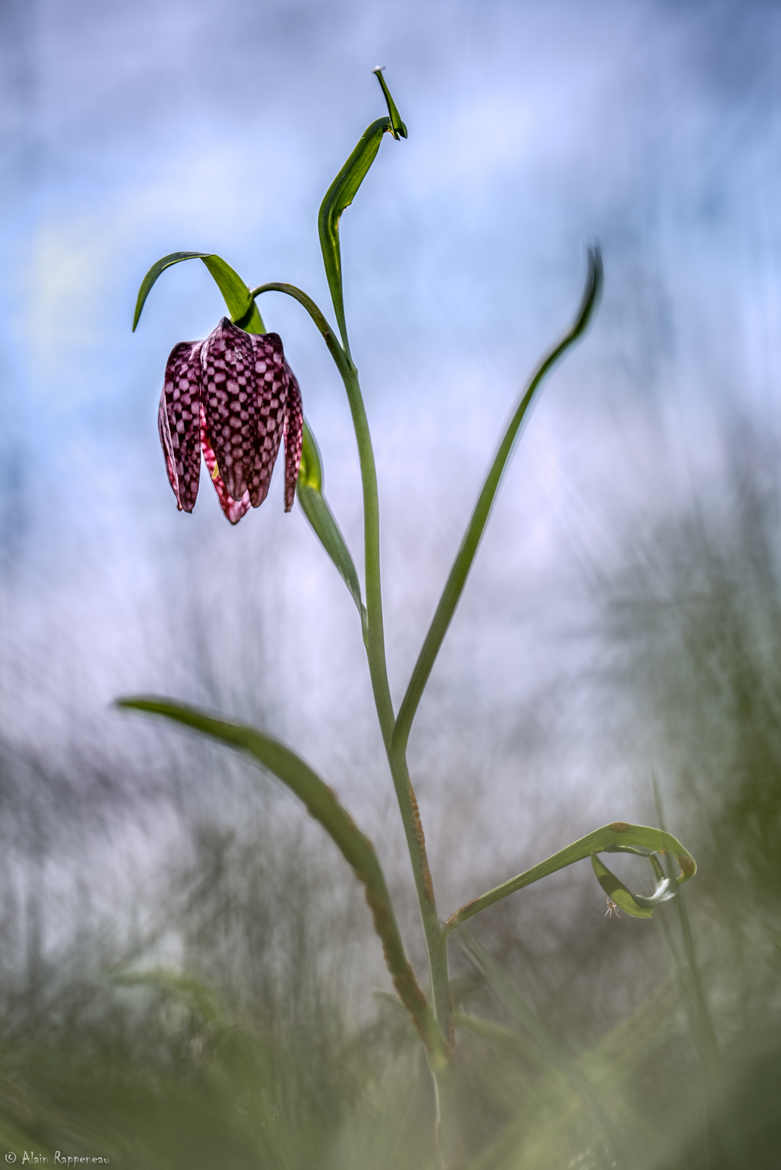 Fritilaire#2