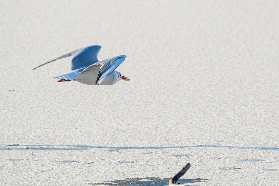 Retour des courses l'hiver