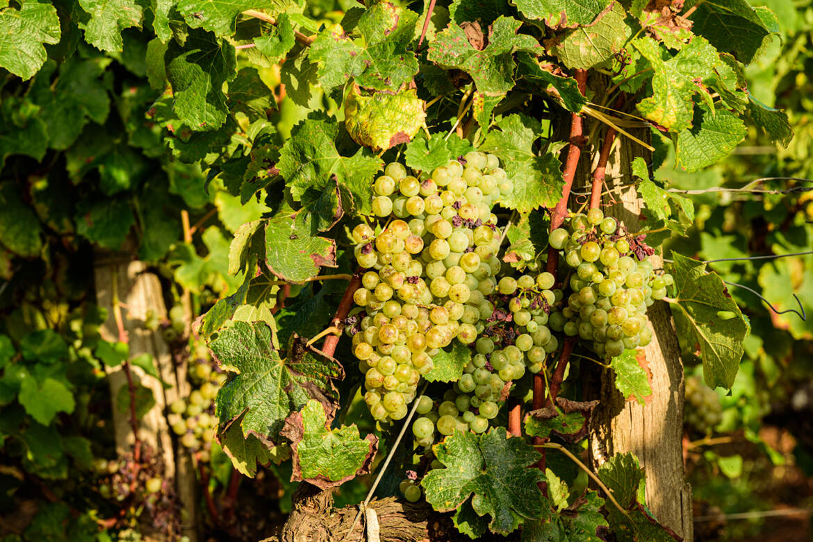 les vendanges arrivent