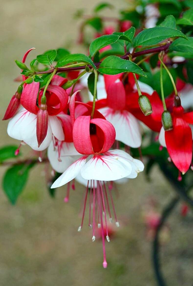 Fuchsia