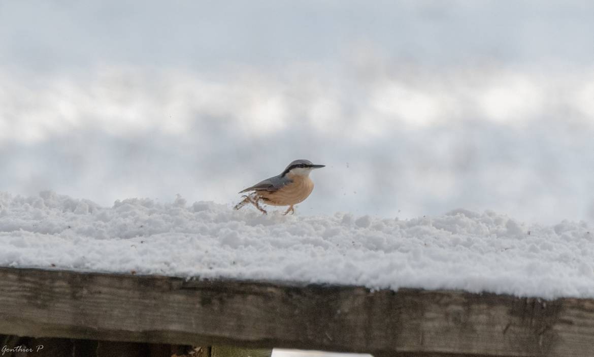 Course dans la neige