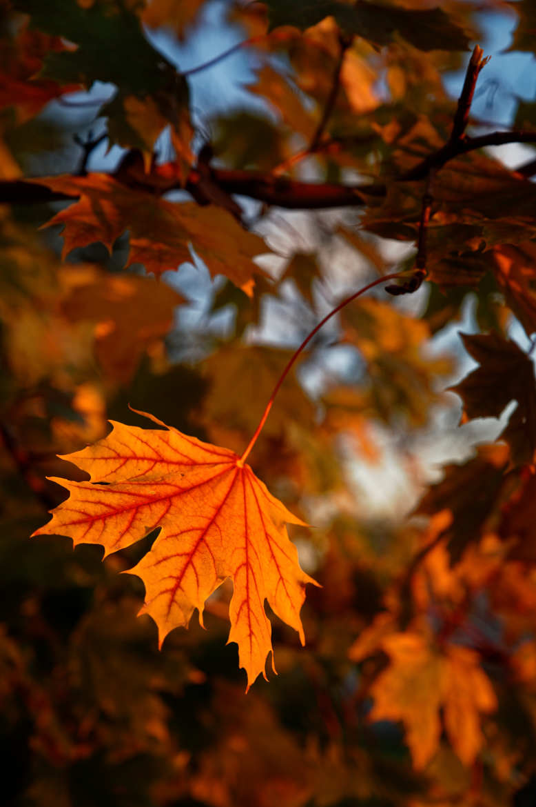Une feuille d'érable revêtue des couleurs d'automne