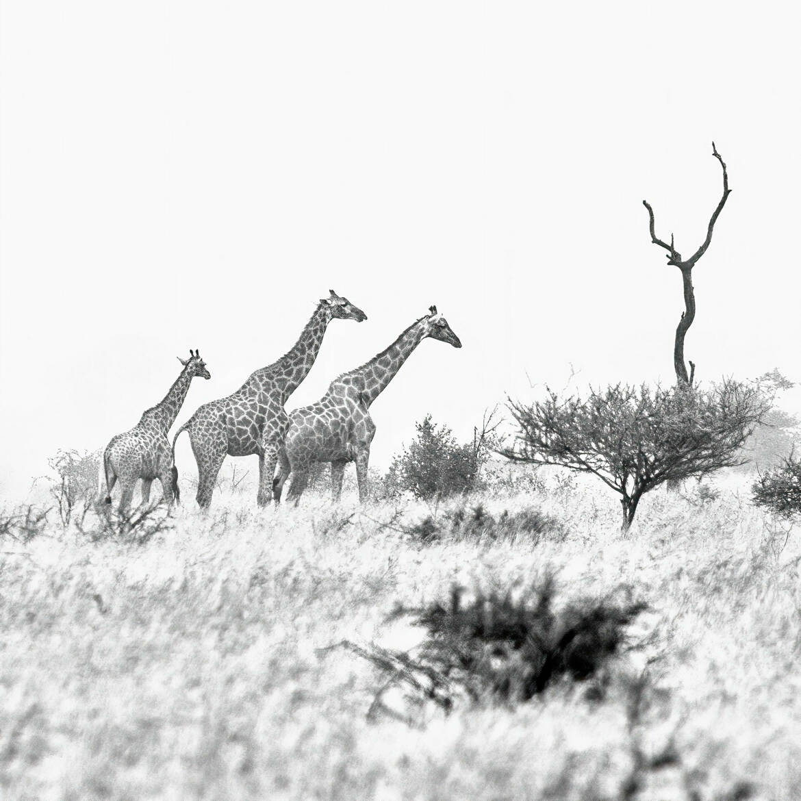 Trio dans le bush