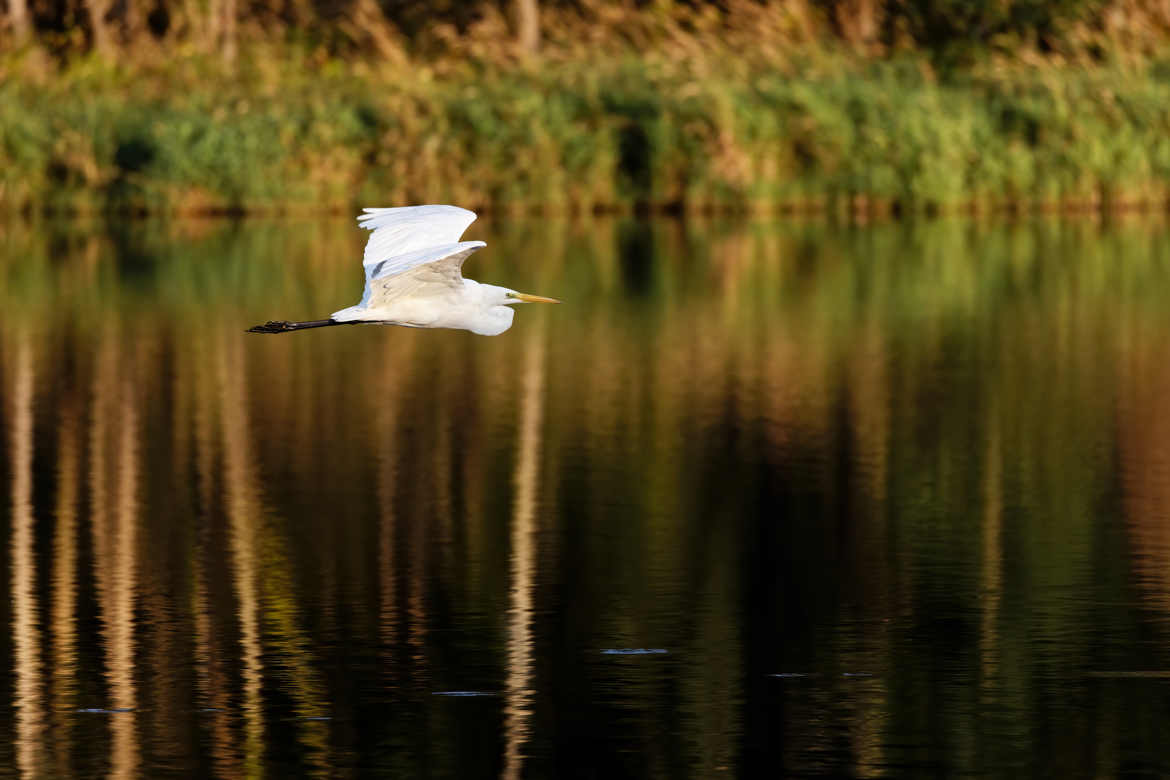 Grande aigrette en plein vol