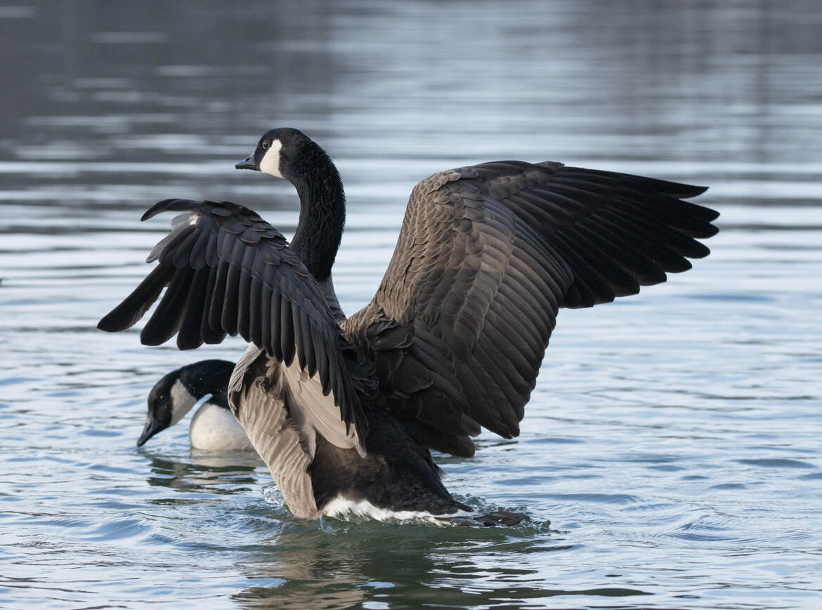 Déploiement d'ailes