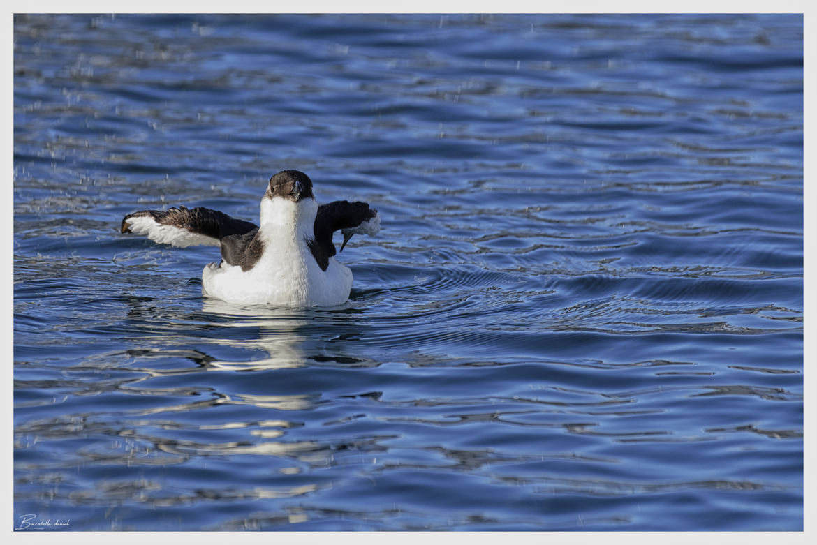 Un beau petit pingouin