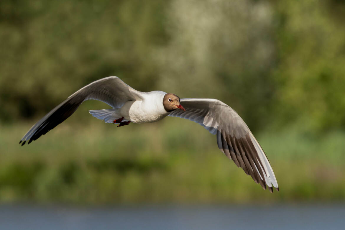 La Mouette rieuse