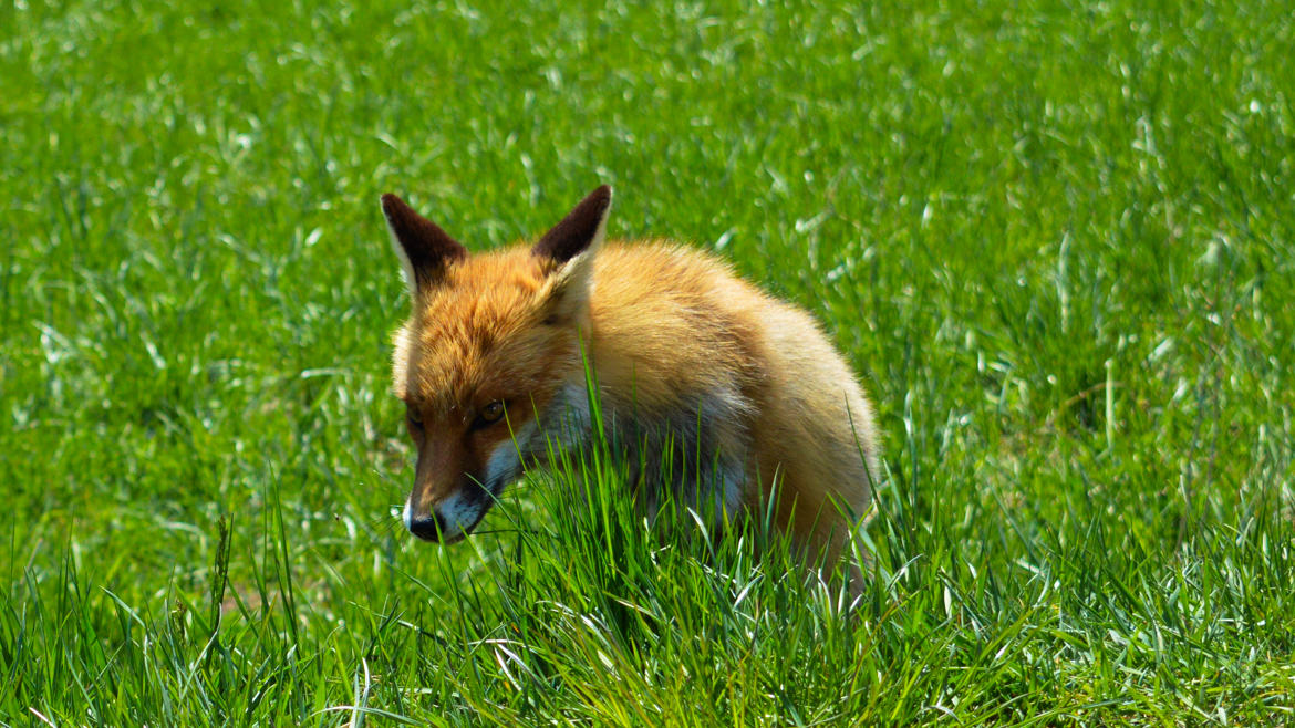 L'affût du renard