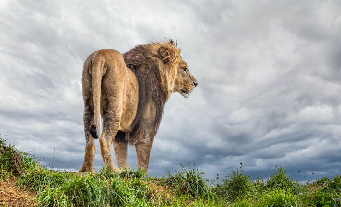 Le roi Lion !...