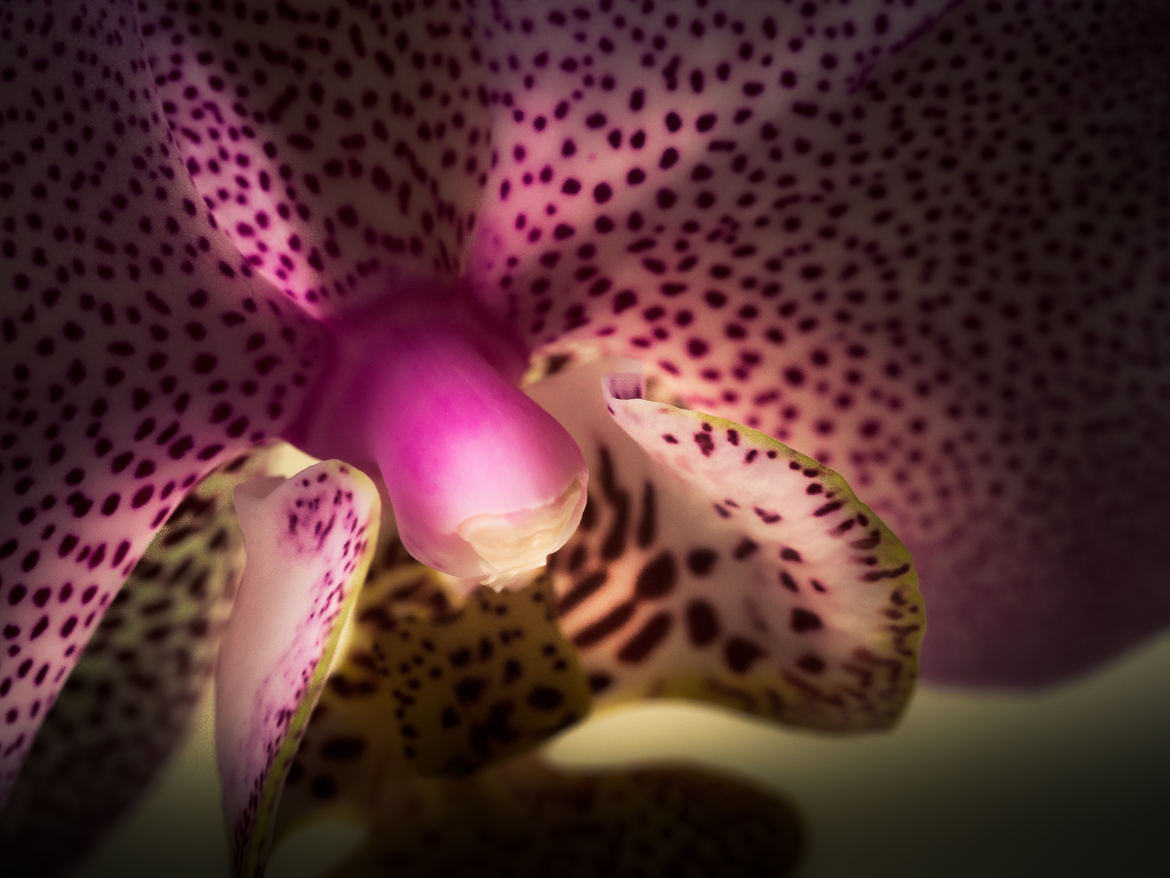 orchidée de lumière