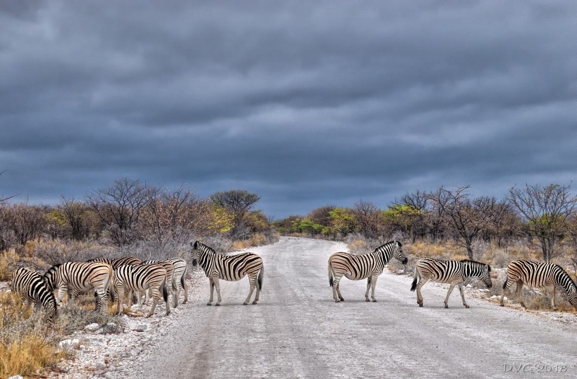 Zebras sur la chaussée