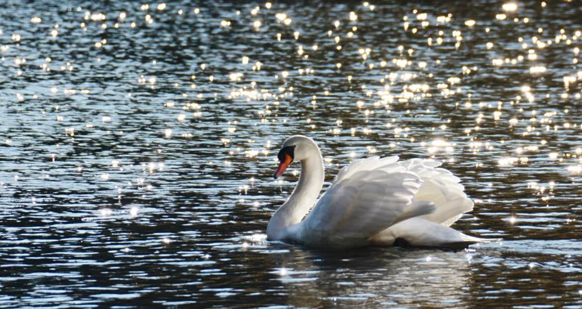 Cygne et diamants