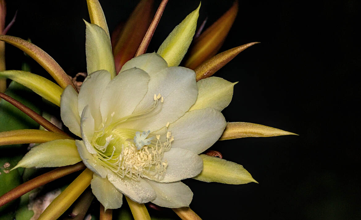 Le temps d'une seule nuit (2)