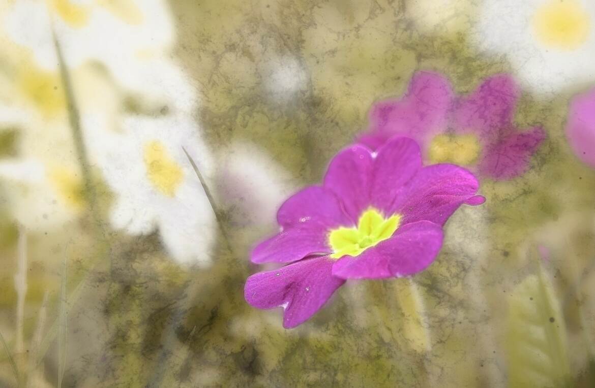 Délire autour d'une primevère