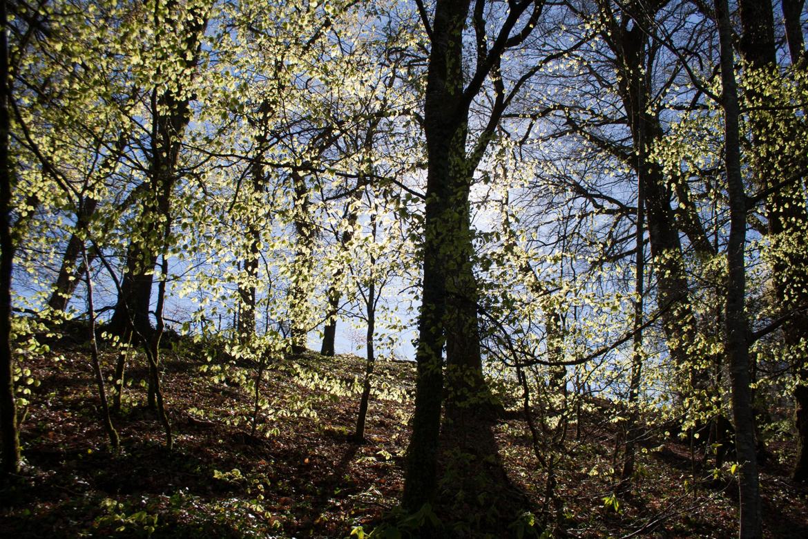 le sous-bois s'éveille