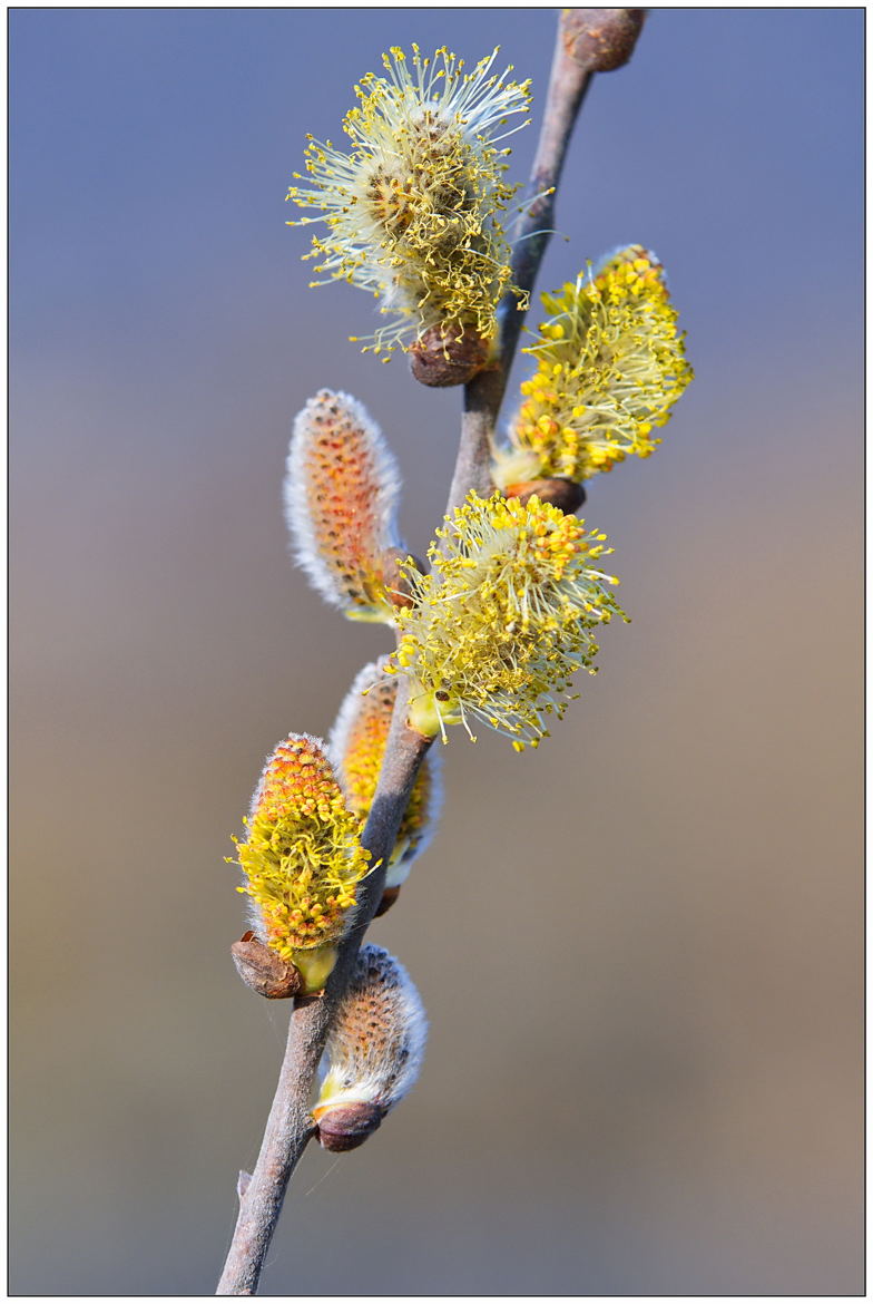 Mes bourgeons