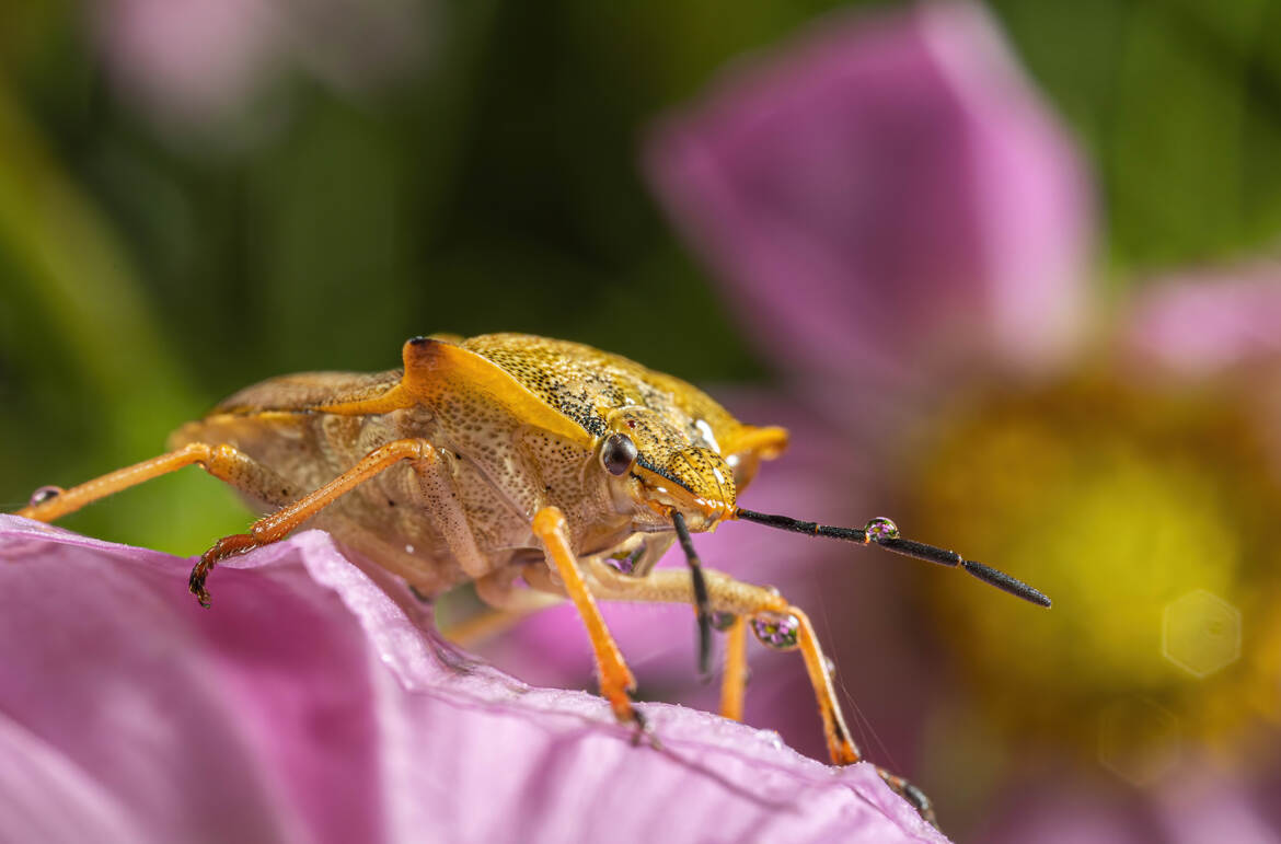 Une fleur sur l'antenne!