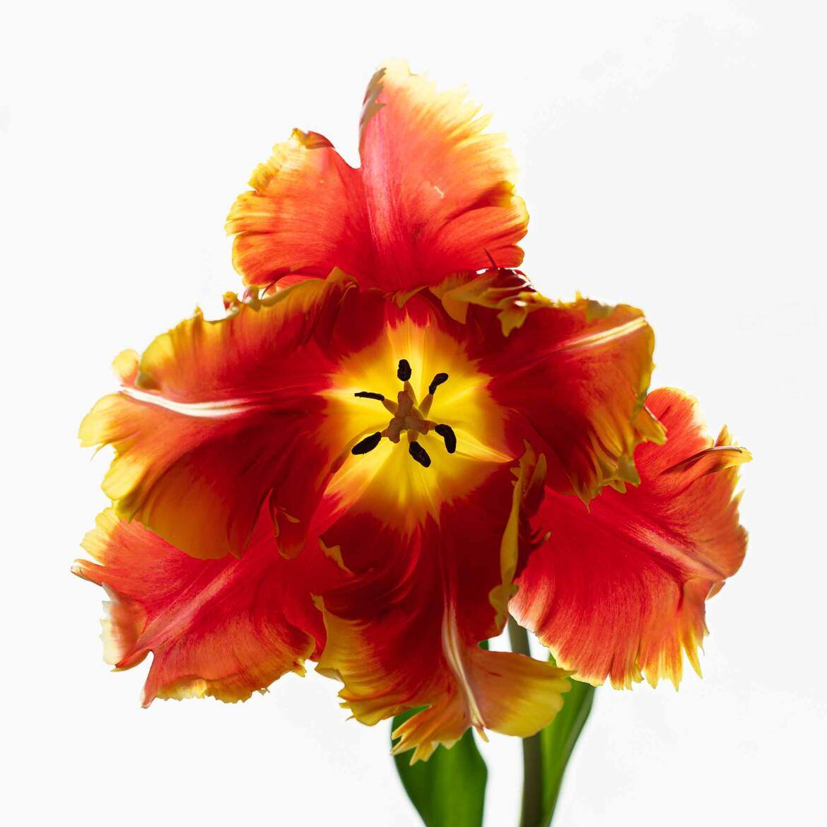 Parrot Tulipe