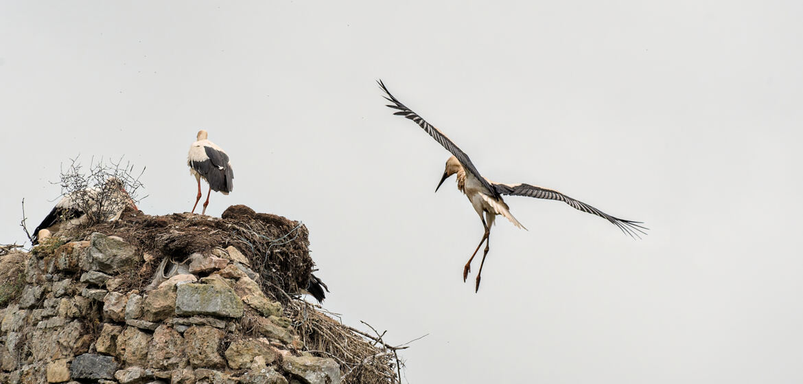 Attention, j'arrive !