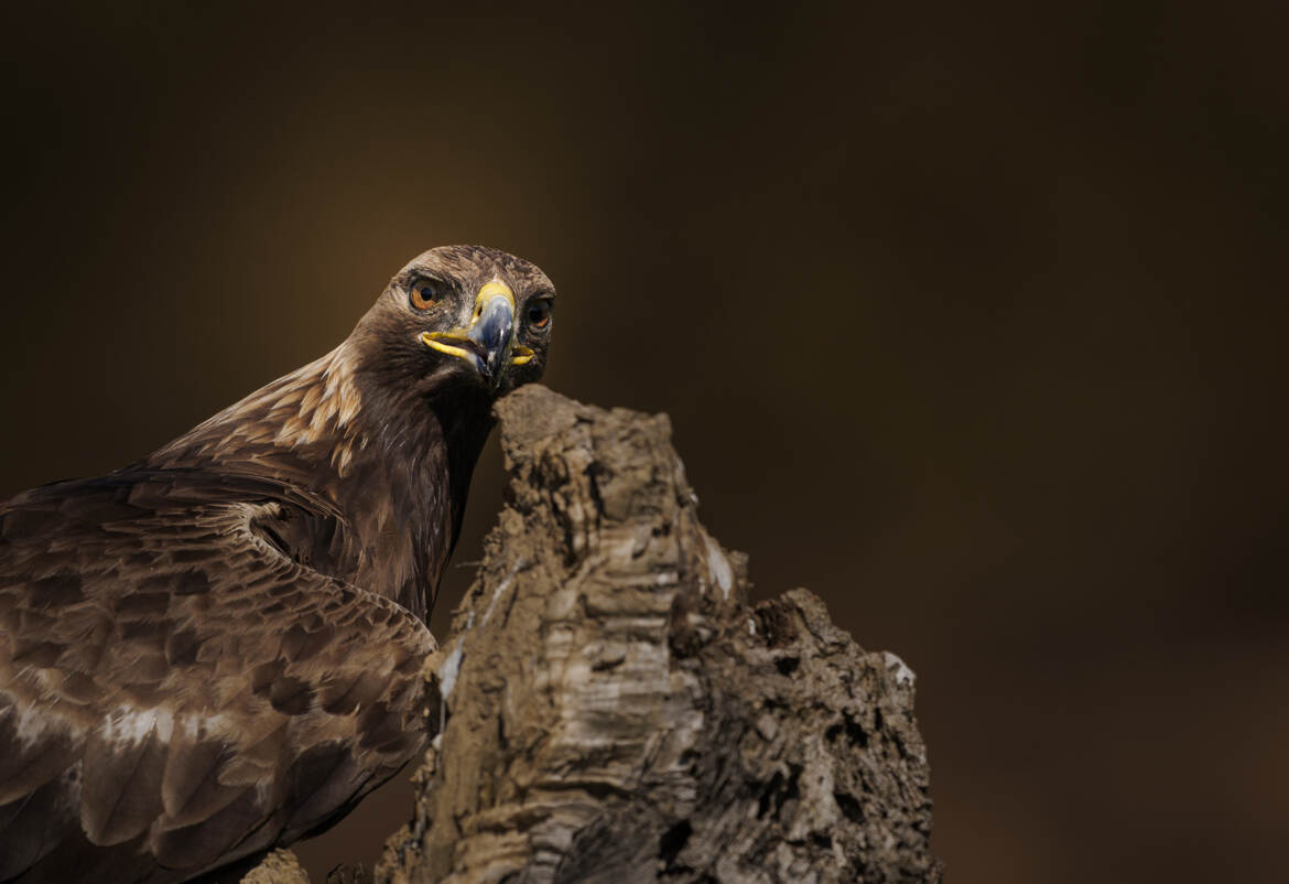 Petit moment suspendu