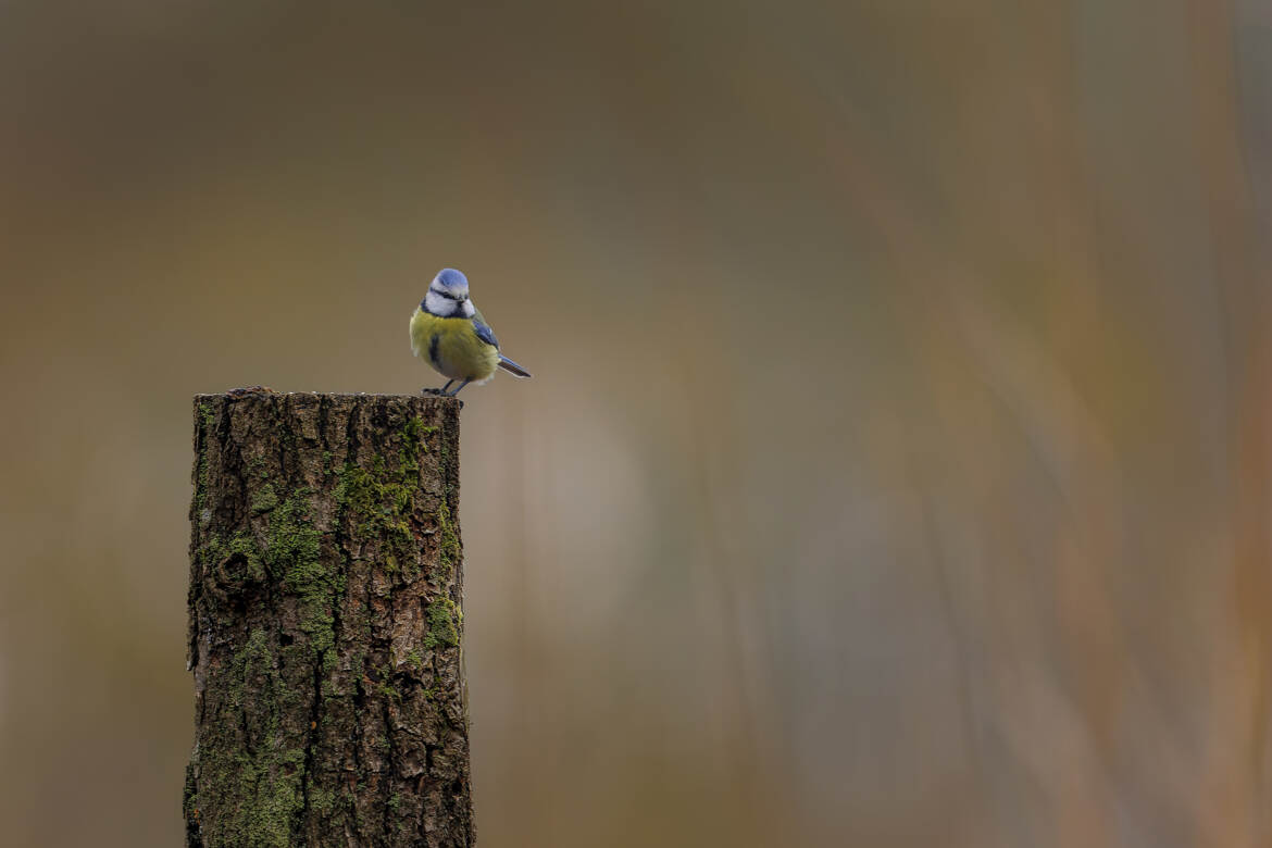 sur son pied d'estale