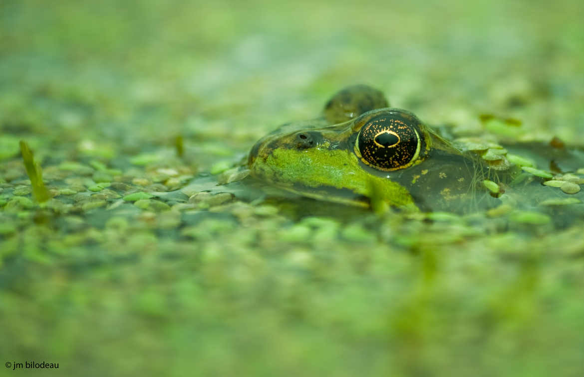 Œil de grenouille