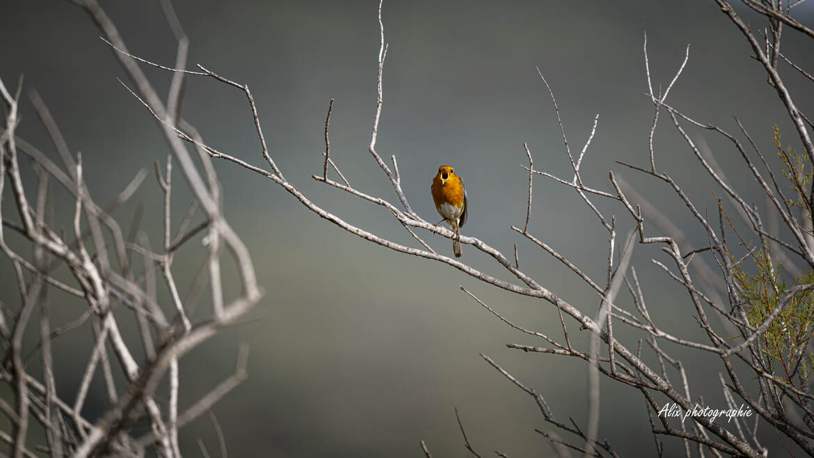 le chant du rouge gorge
