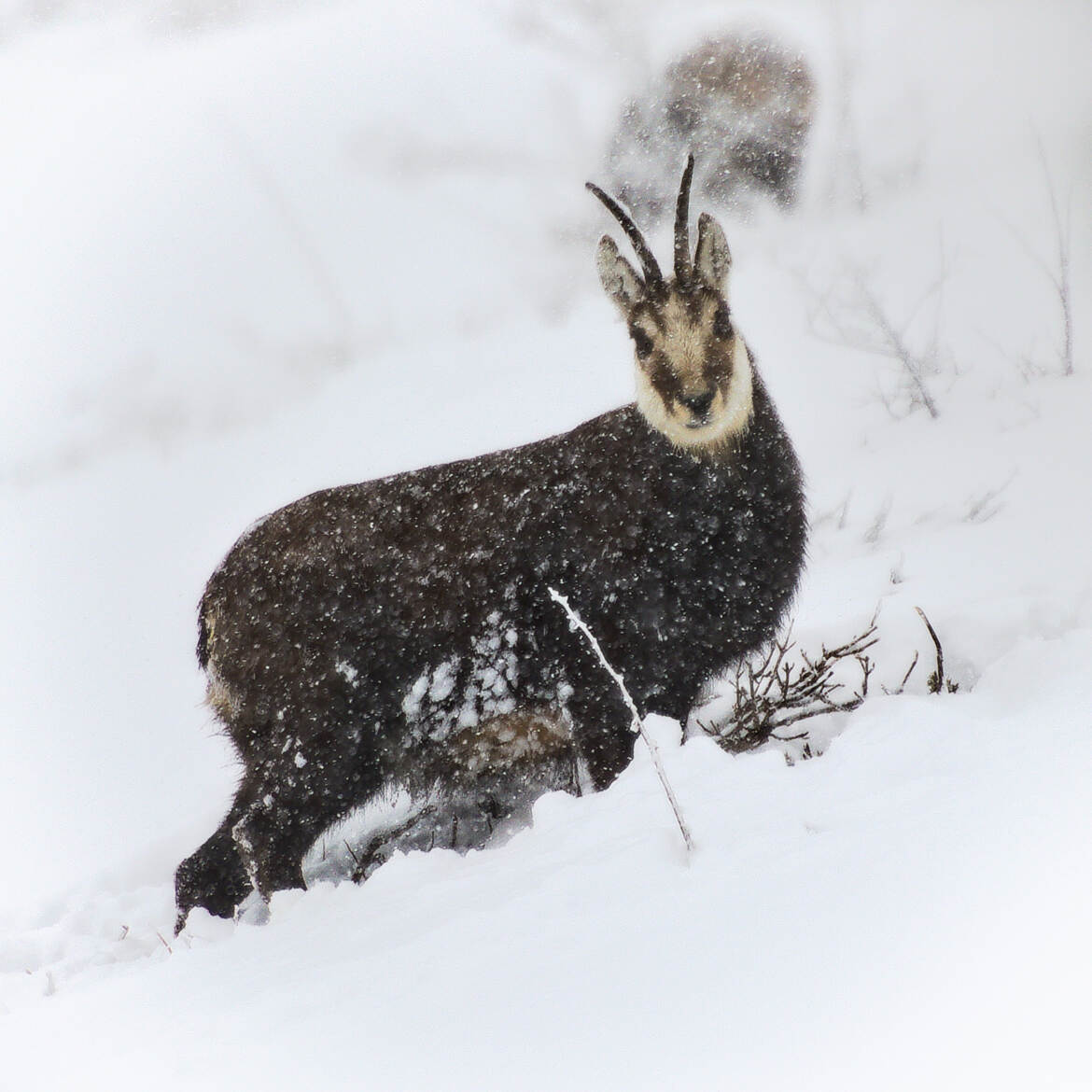 Une histoire de cornes