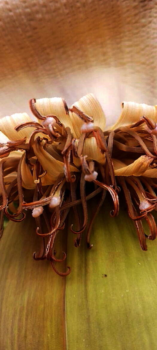 Au coeur d'un bananier